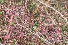 Nothosaerva brachiata